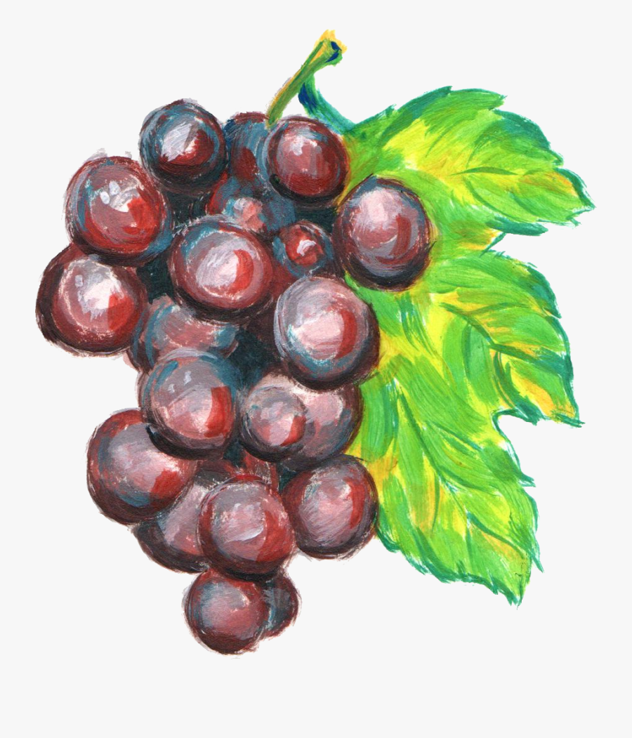 Png Grape Paint Fruit - Grapes Drawing With Watercolor, Transparent Clipart