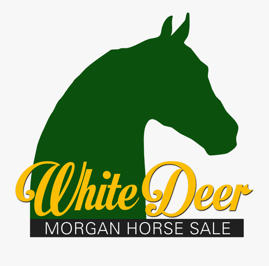 White Deer Morgan Horse Sale - Stallion, Transparent Clipart
