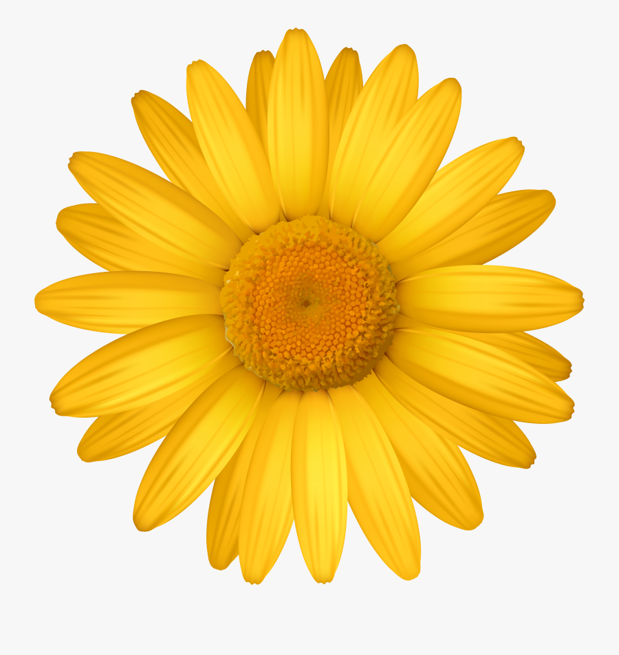 Daisy Clipart For Printable - Yellow Flower Transparent Background, Transparent Clipart