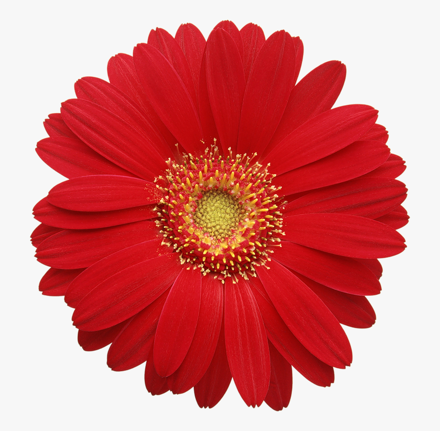 Gerbera Daisy Png, Transparent Clipart