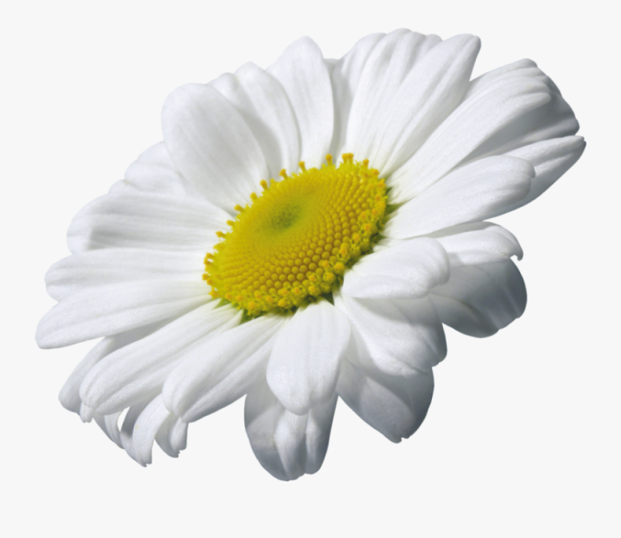 Daisy Clipart Transparent Background - Chamomile Transparent, Transparent Clipart