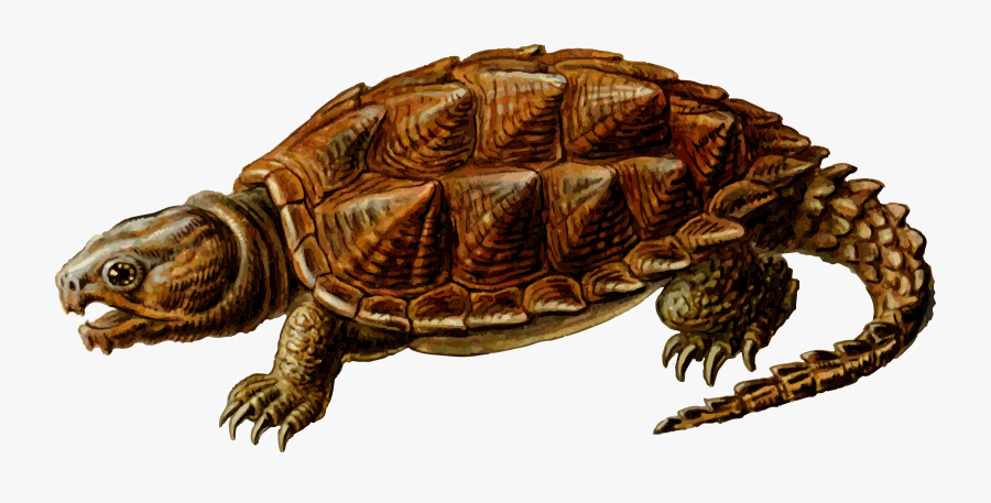 Prehistoric Turtle Clipart - Alligator Snapping Turtle Clipart, Transparent Clipart