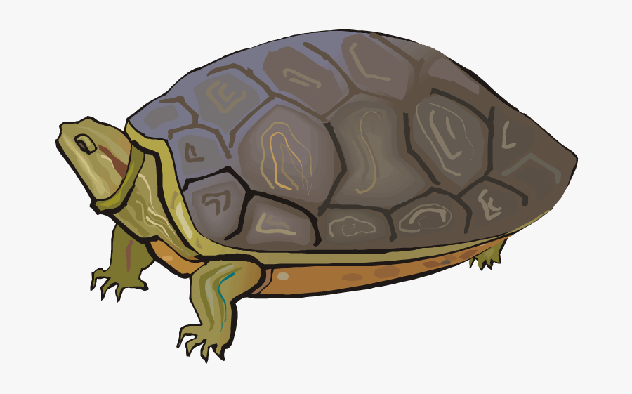 Turtle Clipart Box Turtle - Land Turtle Clip Art, Transparent Clipart