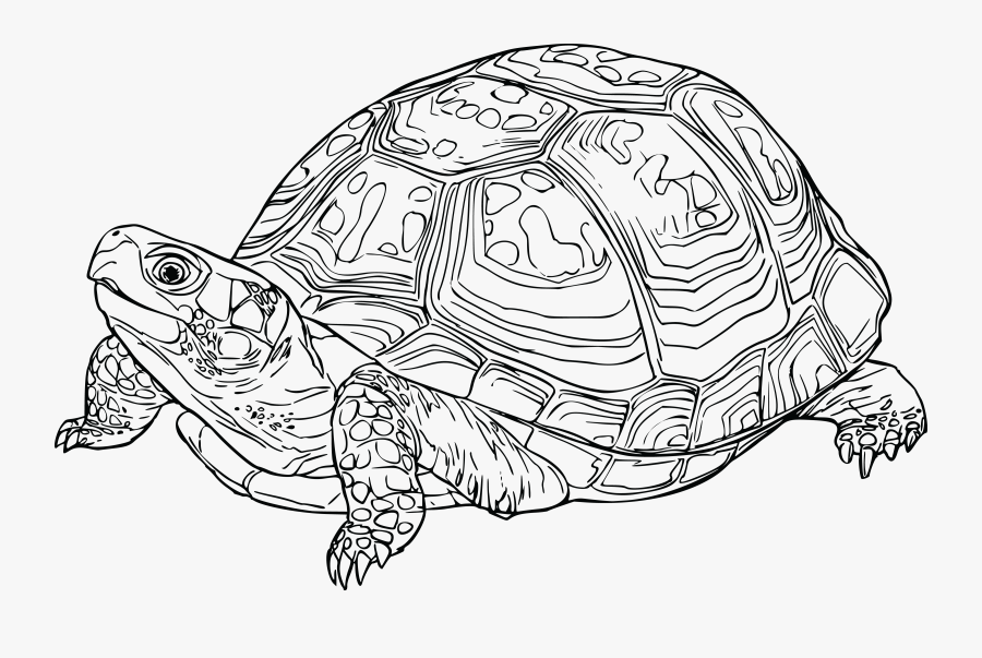 Box Turtle Clipart & Box Turtle Clip Art Images - Eastern Box Turtle Drawing, Transparent Clipart