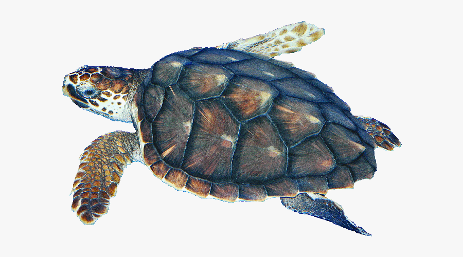 Clip Art Pics Of Turtles - Olive Ridley Turtle Png, Transparent Clipart