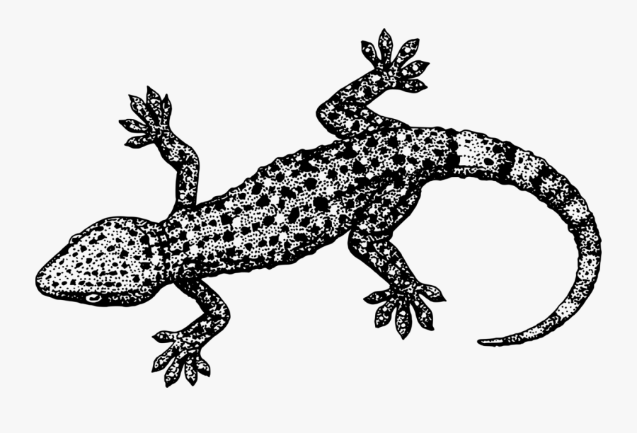 Lizard Animal Clipart Pictures Royalty Free Clipart - Gecko Black And White, Transparent Clipart