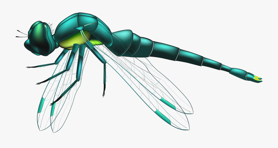 Dragonfly Blue Png Clip Art - Dragonfly Png, Transparent Clipart