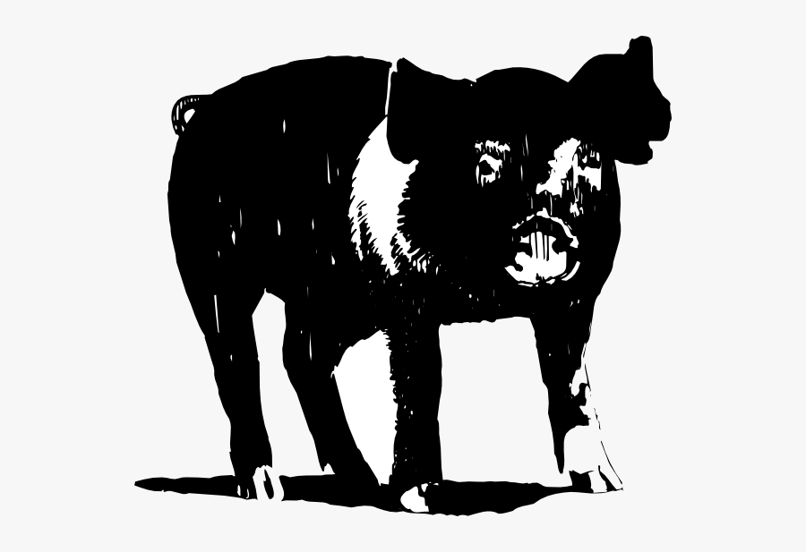 Black And White Hog Clipart, Transparent Clipart