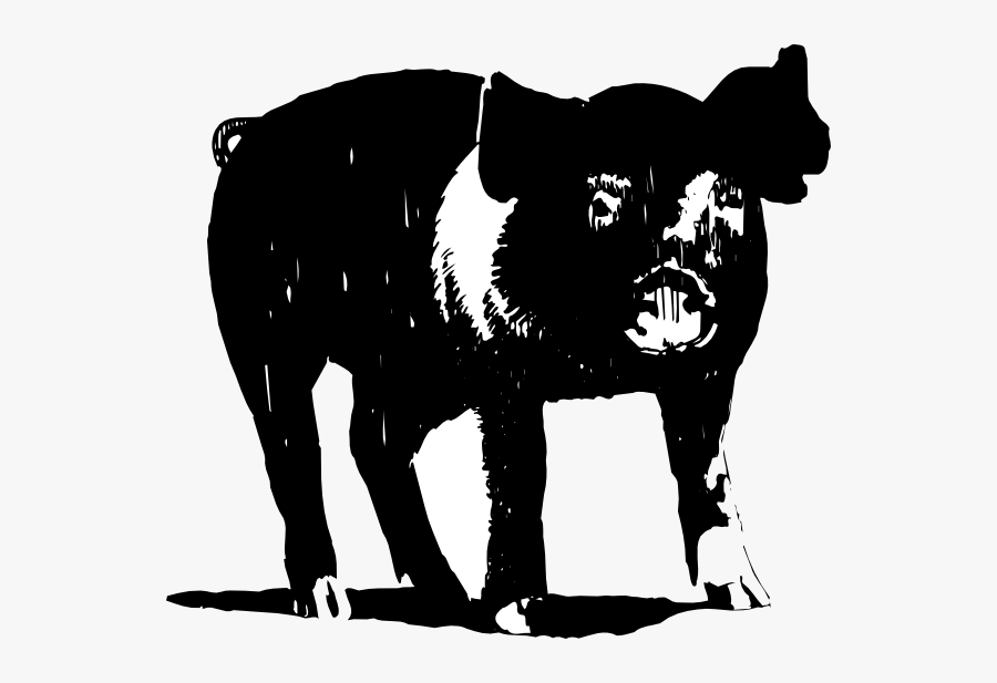 Black And White Hog Clipart , Free Transparent Clipart - ClipartKey