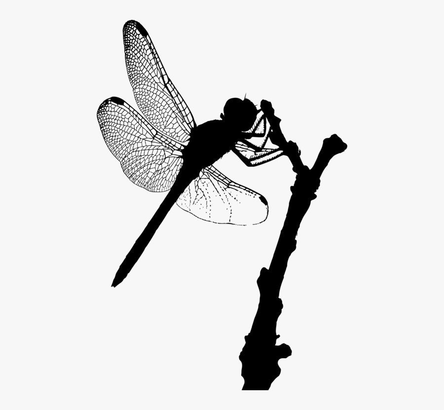 Fly,dragonfly,silhouette - Dragonfly Silhouette, Transparent Clipart