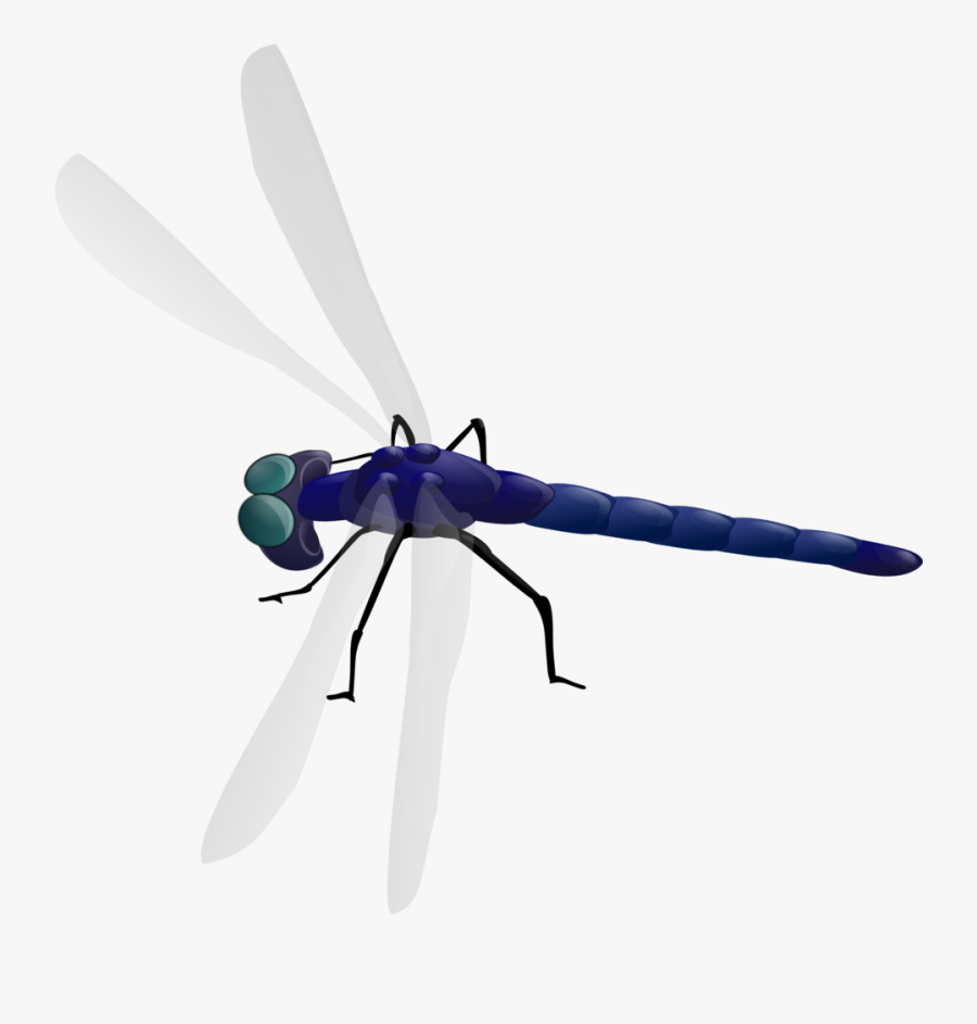 Dragonfly - Dragonfly Clipart Gif, Transparent Clipart