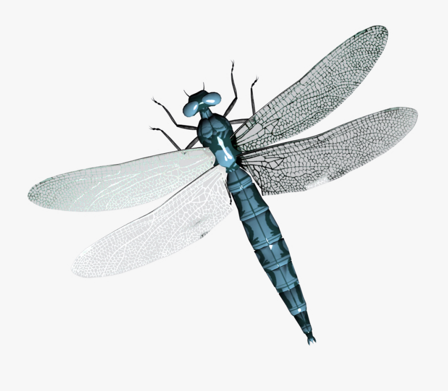 Clip Art Png Images Free Download - Transparent Background Dragonfly ...
