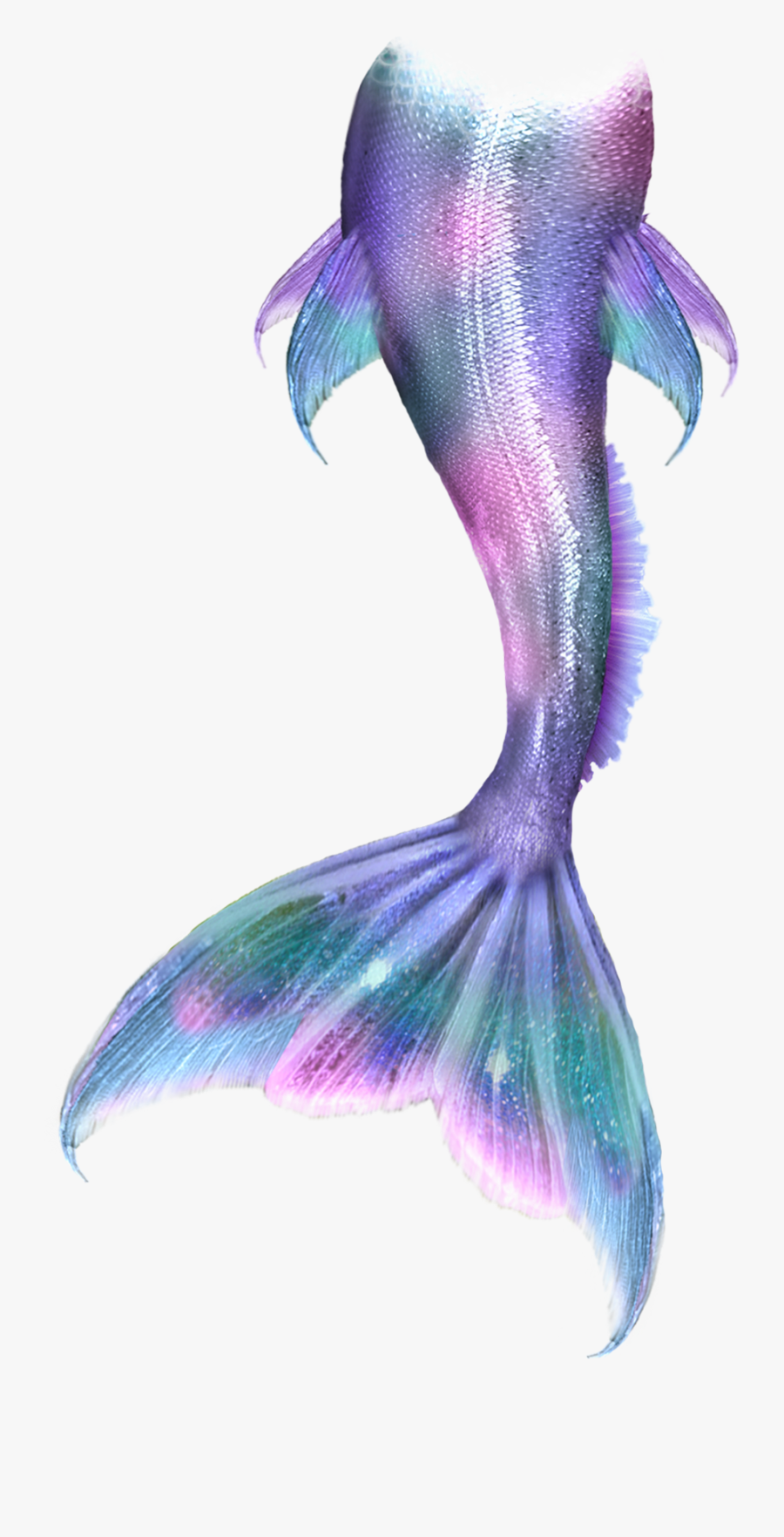 Amazing How To Draw A Mermaid Tail Step By Step in 2023 Check it out