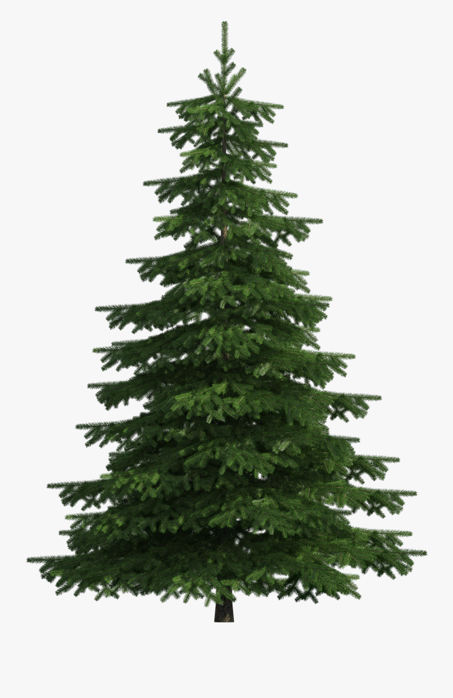 Realistic Pine Tree Png Clip Art - Transparent Pine Tree Png, Transparent Clipart