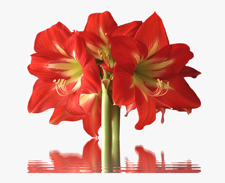 Clip Art Big Red Flowers - Red Long Stem Flowers, Transparent Clipart