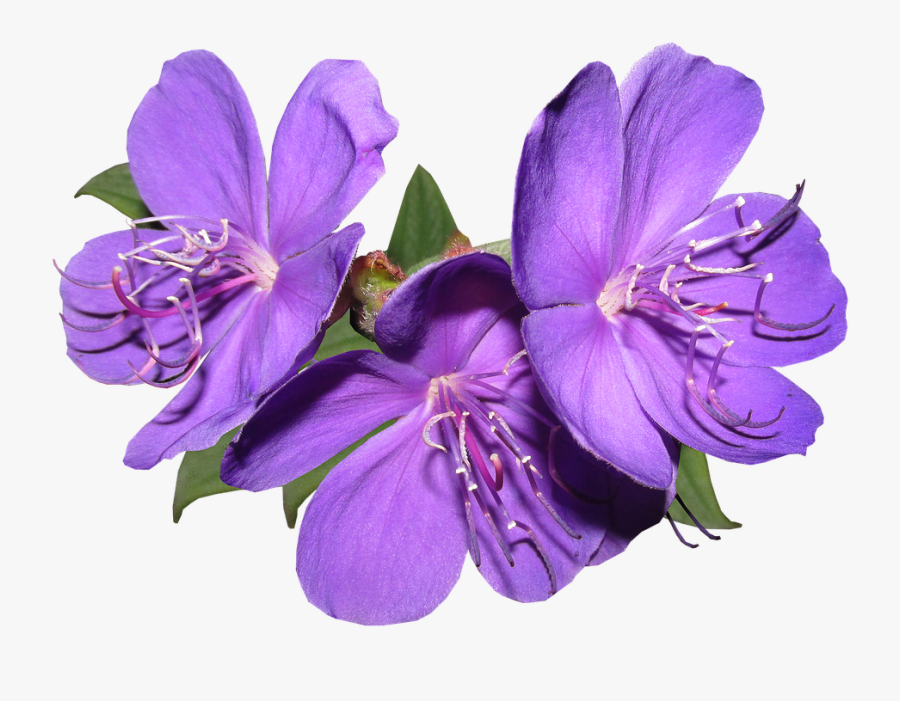 Clip Art Purple Flower Png - Transparent Background Png Flowers Purple, Transparent Clipart