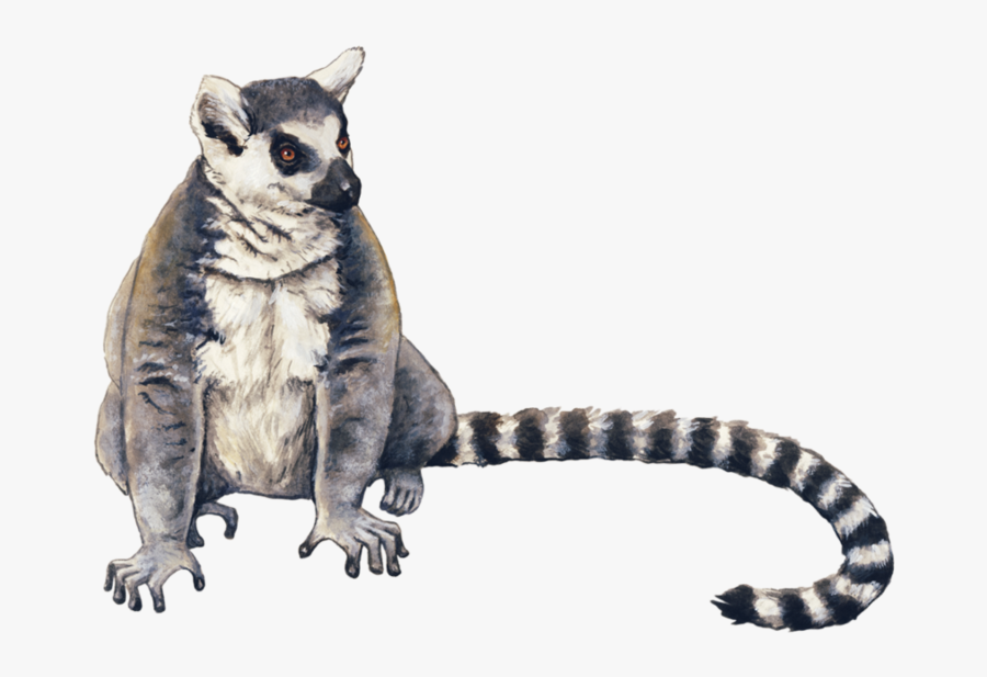 61772 - Ring Tailed Lemur Drawing, Transparent Clipart