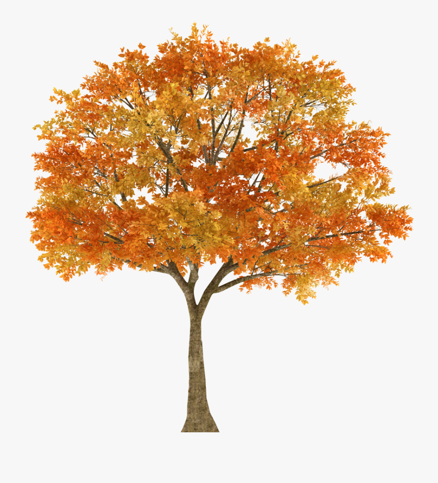 Autumn Tree Maple Oak Branch - Autumn Tree Maple Tree White Background, Transparent Clipart