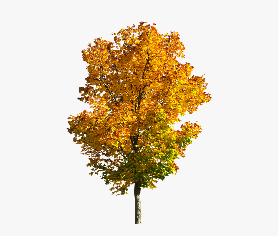 Fall Trees Clipart 14, - Transparent Fall Tree Png, Transparent Clipart