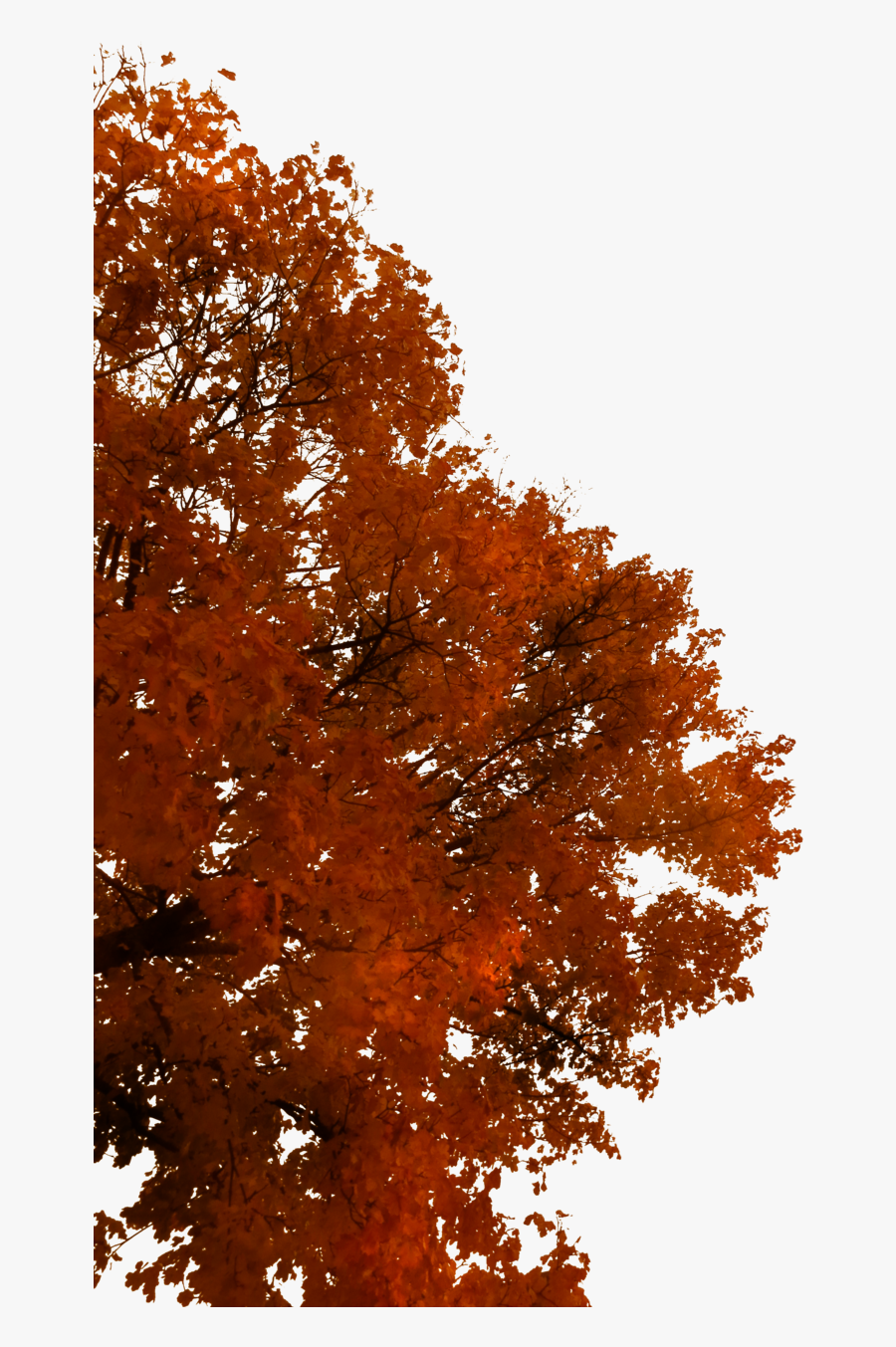 Tree Autumn Branch - Autumn Tree Branch Png, Transparent Clipart