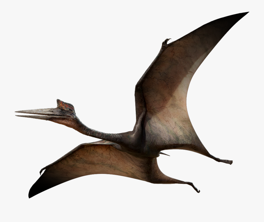 Pterodactyl Png , Free Transparent Clipart - Clipartkey