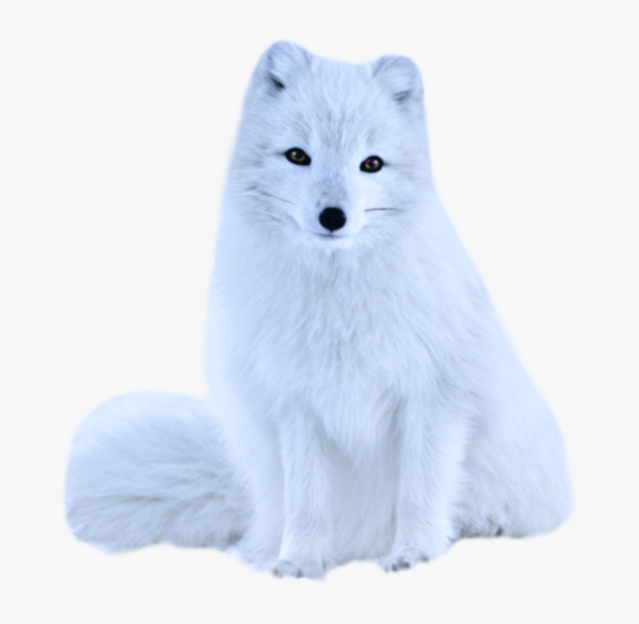 Transparent White Fox Png - Arctic Fox, Transparent Clipart