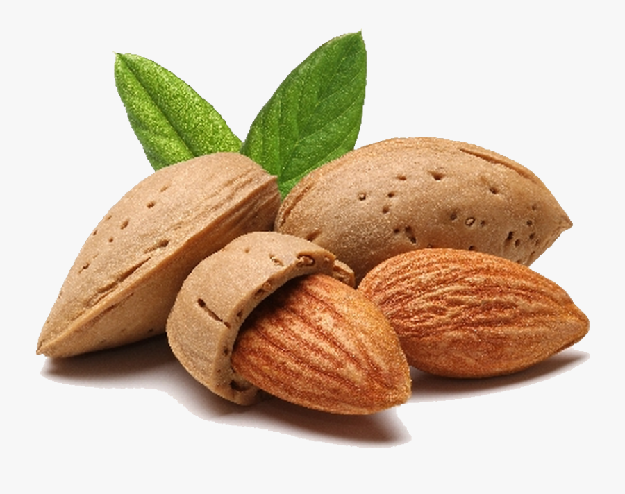 Almond Png File - Almond Png, Transparent Clipart