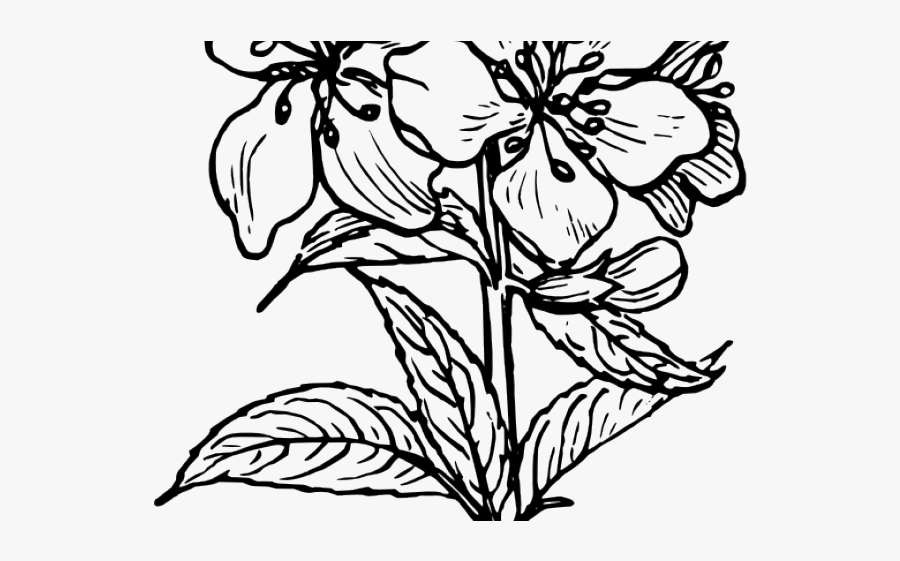 Almond Clipart Black And White - Plant Clip Art, Transparent Clipart