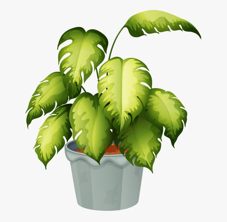 Non Flowering Plants Chart , Free Transparent Clipart ...