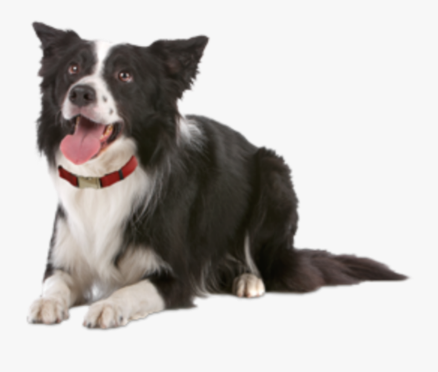 #happy #dog #animal #pet #loyal #puppy #black #white - Dog Transparent Border Collie, Transparent Clipart