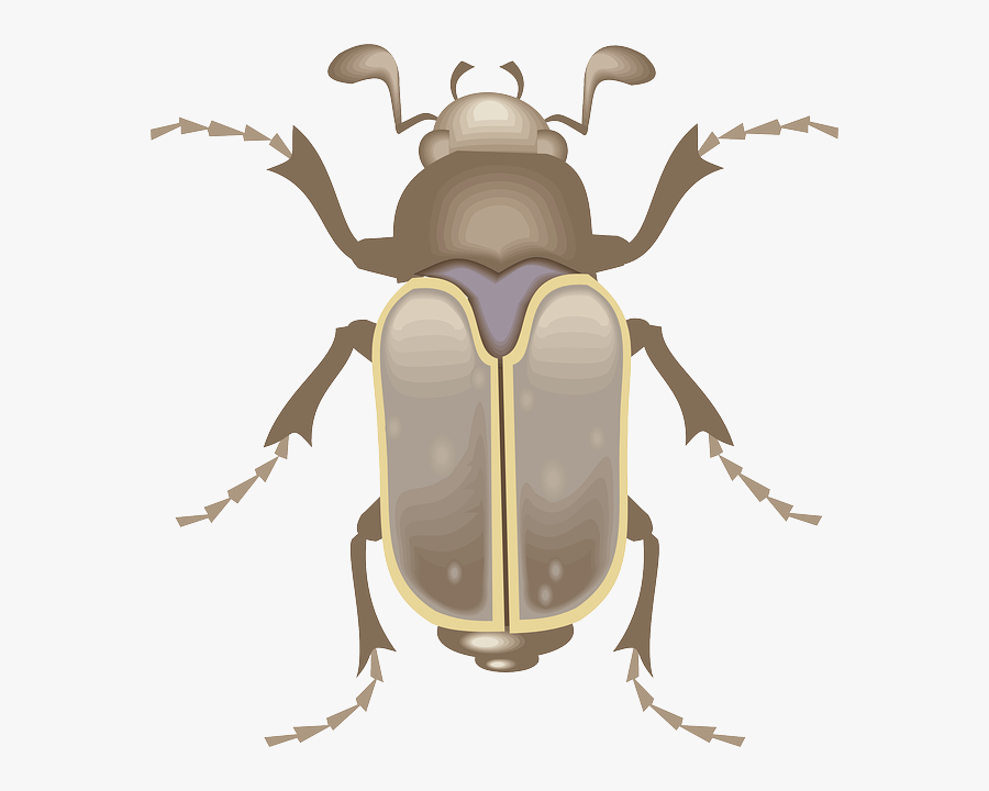 Top, View, Wings, Art, Insect, Beetle, Legs - Beetle The Metamorphosis, Transparent Clipart