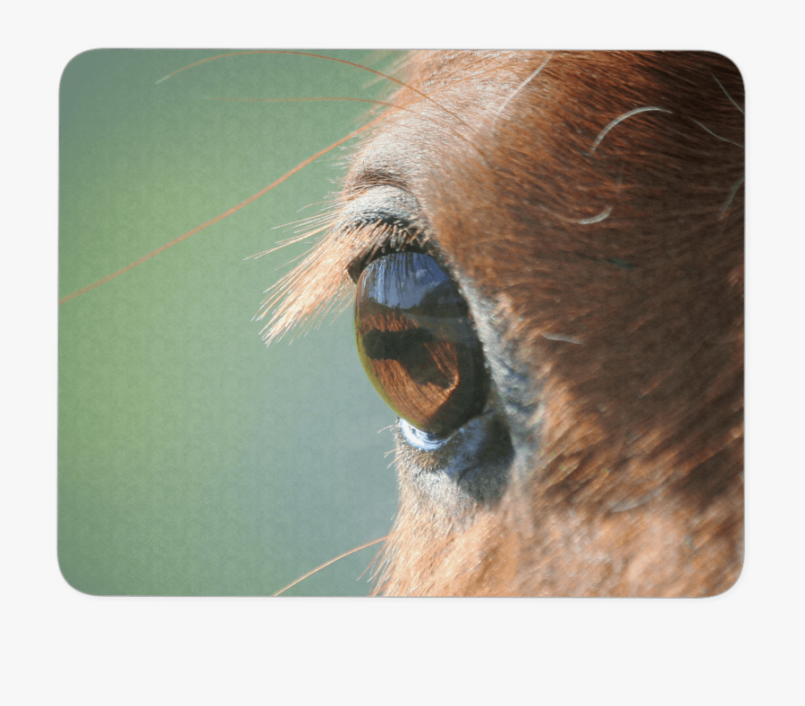 Clip Art Horse Eye Close Up - Sorrel, Transparent Clipart
