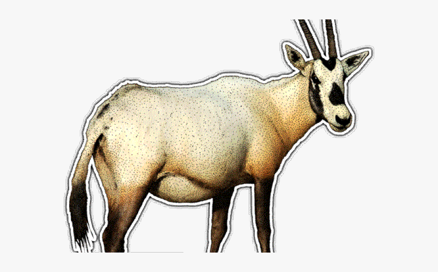 Colour Of Arabian Oryx, Transparent Clipart