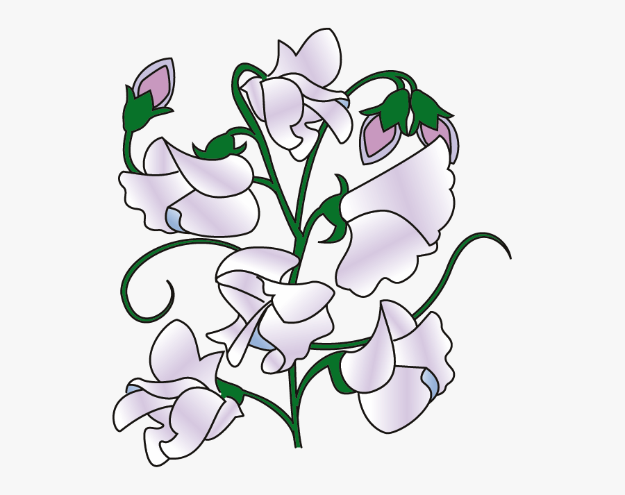 Pea - Clipart - Drawing Of A Sweet Pea Flower, Transparent Clipart