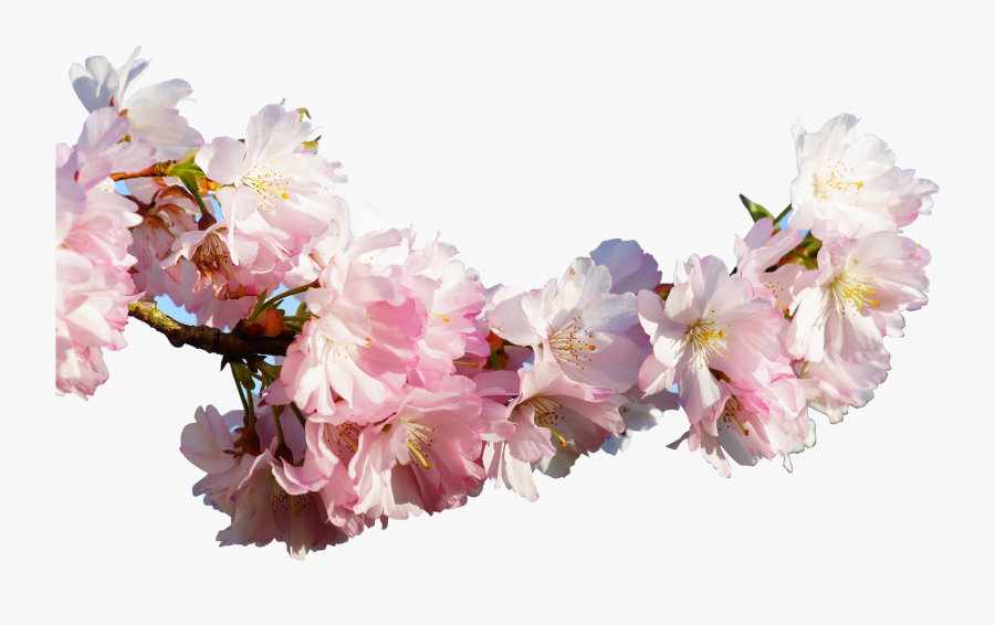 Clip Art Prunus Serrulata Cherry Blossom - Cherry Tree Branch In Bloom, Transparent Clipart