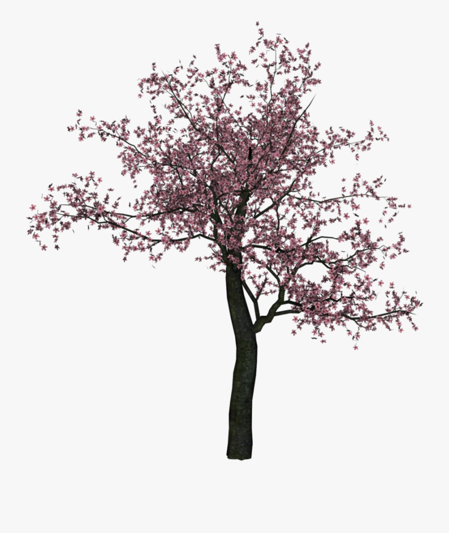 Single Cherry Blossom Trees, Transparent Clipart