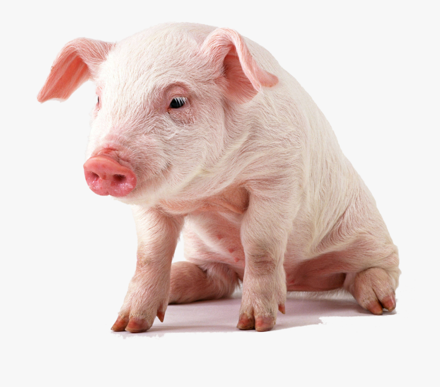 Transparent Pig And Piglet Clipart - Pig Meaning In Urdu, Transparent Clipart