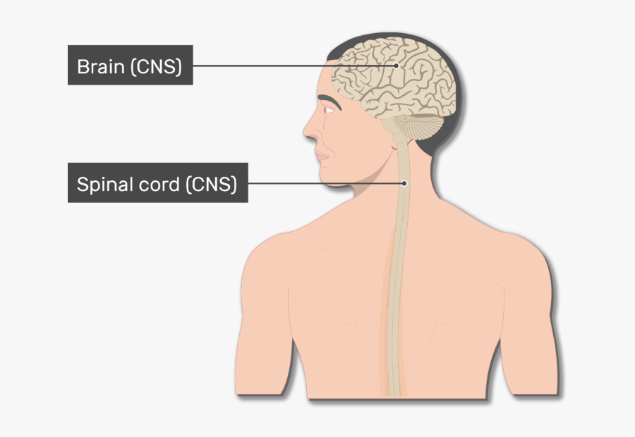 Clipart Brain Central Nervous System - Labelled Diagram Of Organs In Nervous System, Transparent Clipart