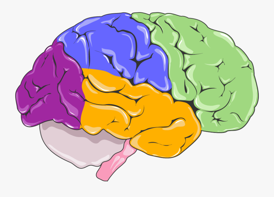 Brain Central Nervous System Neurology Human Body - Human Brain, Transparent Clipart
