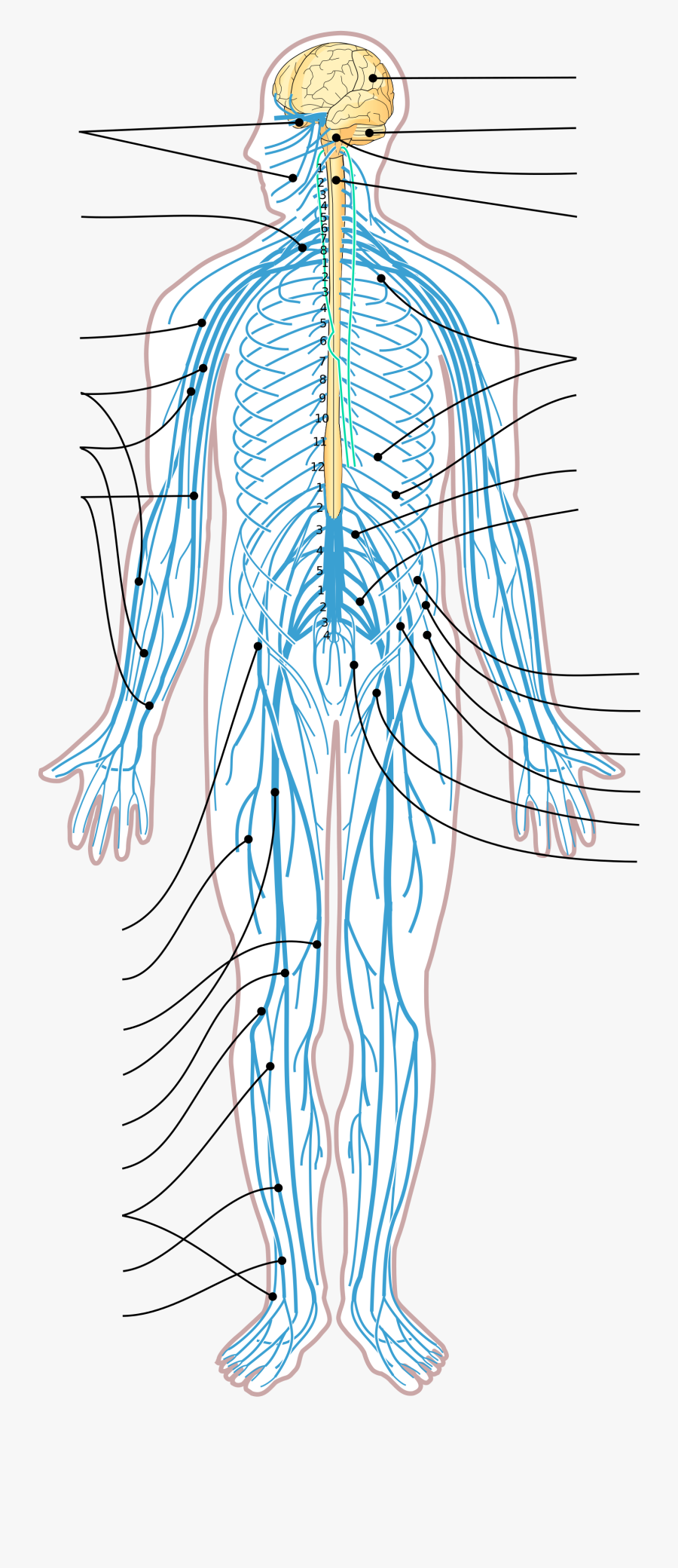 Hermoradat, Transparent Clipart