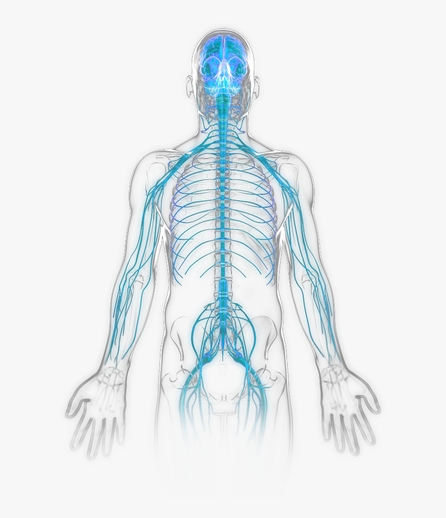 Nervous System Becomes Active - Illustration , Free Transparent Clipart ...