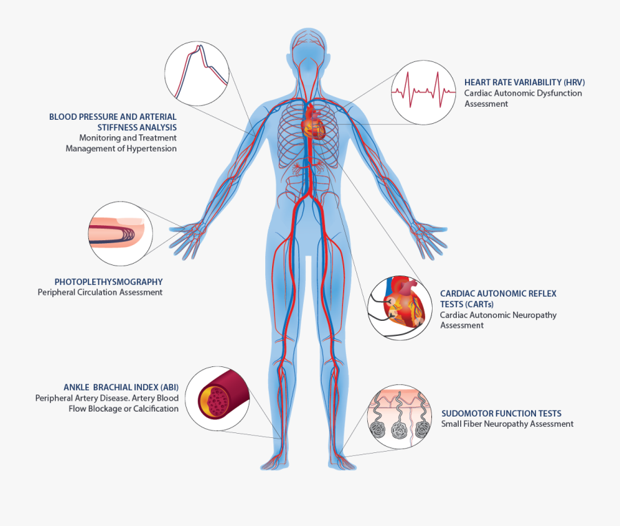 Transparent Circulatory System Png - Human Circulatory System, Transparent Clipart