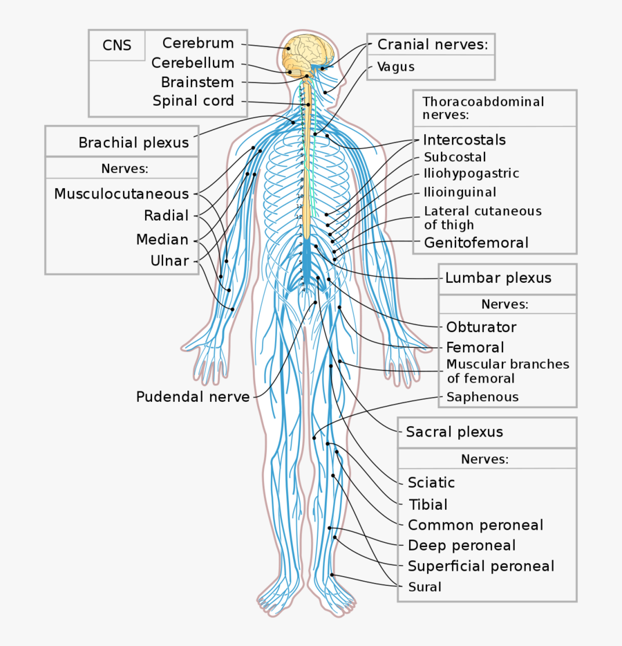 Png Nervous System-pluspng - Human Nervous System, Transparent Clipart