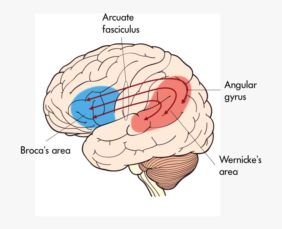 Clipart Brain Central Nervous System - Broca's Area Arcuate Fasciculus, Transparent Clipart