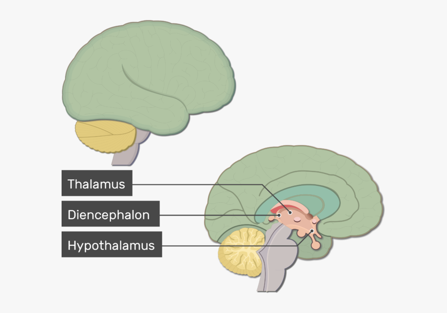 Overview Of Major Structures - Thalamus Labeled, Transparent Clipart
