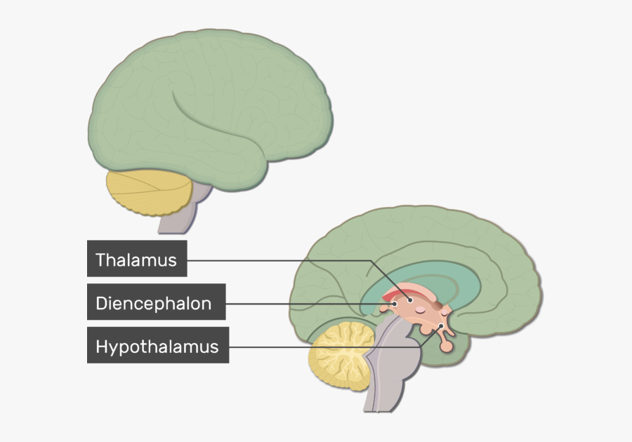 Overview Of Major Structures - Thalamus Labeled , Free Transparent ...