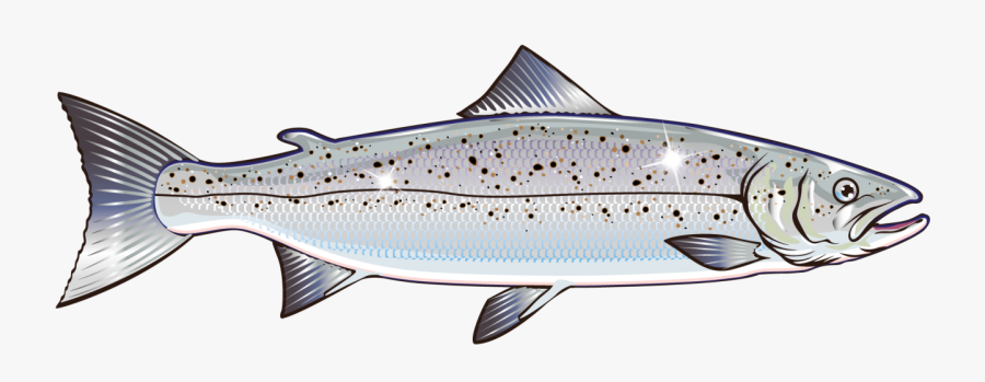 Salmon Vector Graphics Clip Art Stock Illustration - Salmon Fish Salmon Vector, Transparent Clipart