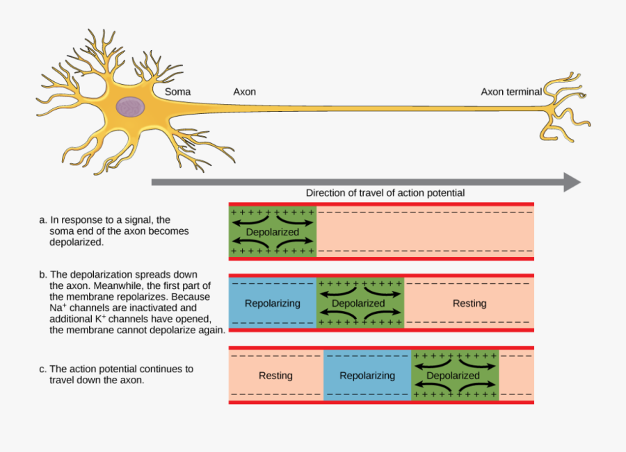 The Action Potential Travels From The Soma Down The - Impulse Travels Along A Neuron, Transparent Clipart