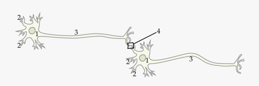 Neuron Synapse, Transparent Clipart