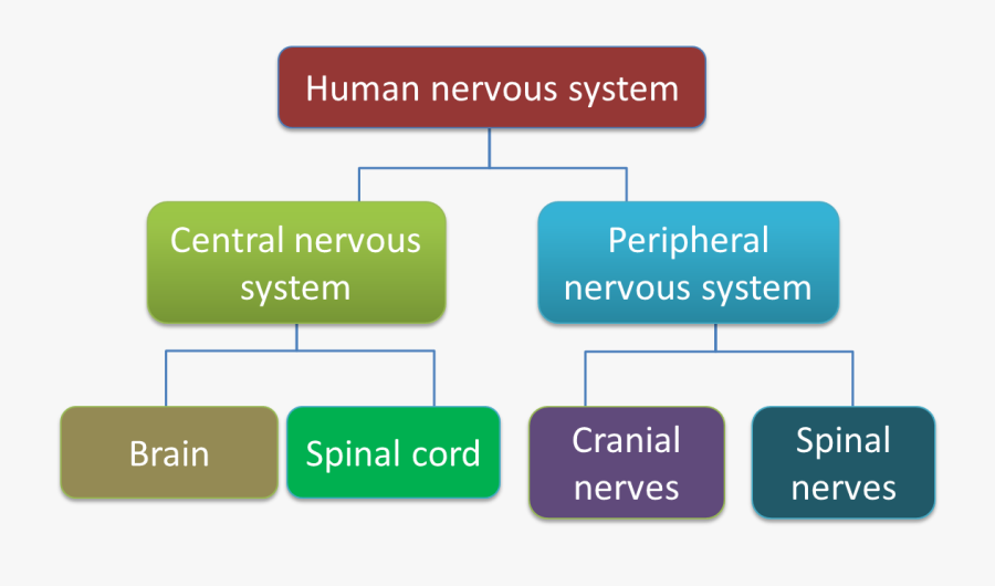 Chart Showing The Classification Of Human Nervous System - Classification Of Human Nervous System, Transparent Clipart